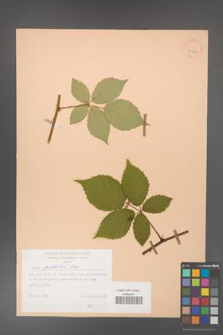 Rubus grabowskii [KOR 25562]