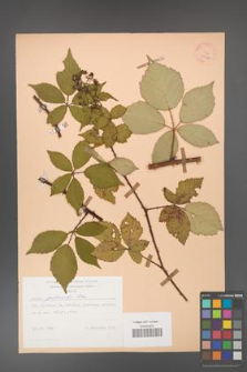 Rubus grabowskii [KOR 25548]