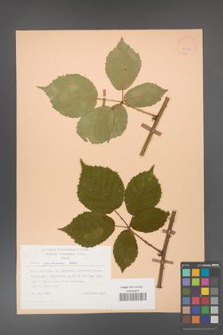 Rubus grabowskii [KOR 25518]