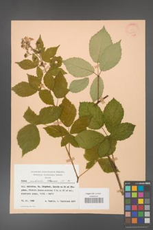 Rubus grabowskii [KOR 22805]