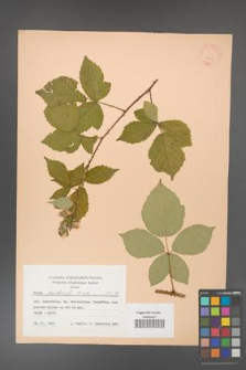 Rubus grabowskii [KOR 22836]
