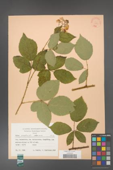 Rubus grabowskii [KOR 22840]