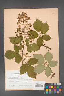 Rubus grabowskii [KOR 25528]