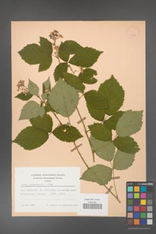 Rubus grabowskii [KOR 25524]