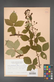 Rubus grabowskii [KOR 53970]