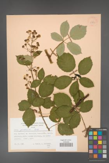 Rubus grabowskii [KOR 53971]