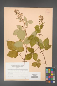 Rubus grabowskii [KOR 53972]