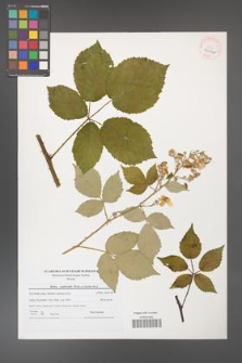 Rubus grabowskii [KOR 40640]