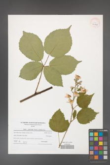 Rubus grabowskii [KOR 40667]