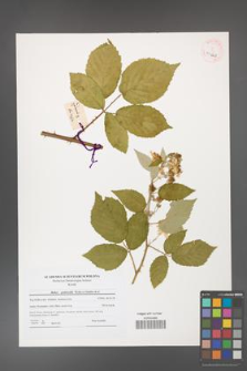 Rubus grabowskii [KOR 40668]