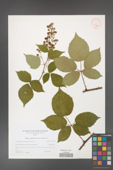 Rubus grabowskii [KOR 40543]