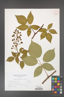 Rubus grabowskii [KOR 40579]