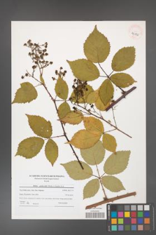 Rubus grabowskii [KOR 40820]