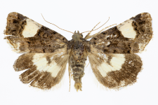 Tyta luctuosa