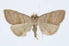 Herminia tarsicrinalis