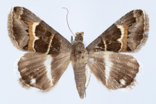 Grammodes stolida