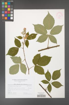 Rubus grabowskii [KOR 44586]