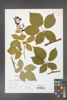 Rubus grabowskii [KOR 41697]