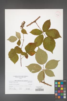 Rubus grabowskii [KOR 41670]