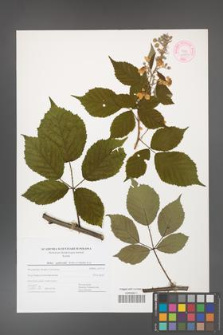 Rubus grabowskii [KOR 44443]