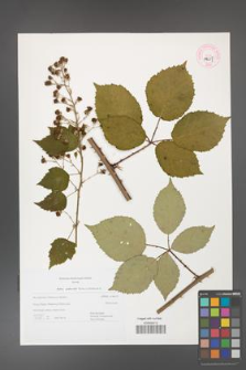 Rubus grabowskii [KOR 44657]