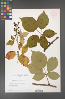 Rubus grabowskii [KOR 44312]