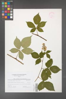 Rubus grabowskii [KOR 44585]