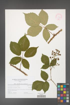 Rubus grabowskii [KOR 44595]
