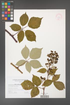 Rubus grabowskii [KOR 44580]