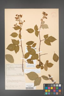 Rubus grabowskii [KOR 18614]