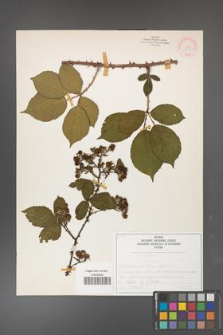 Rubus gracilis [KOR 52085]