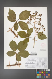 Rubus gracilis [KOR 52071]