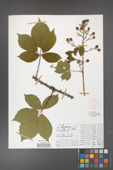 Rubus gracilis [KOR 52082]