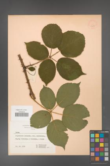 Rubus gracilis [KOR 51893]