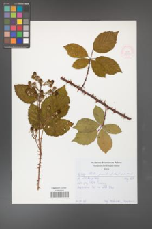 Rubus gracilis [KOR 52187]