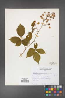 Rubus gracilis [KOR 50734]