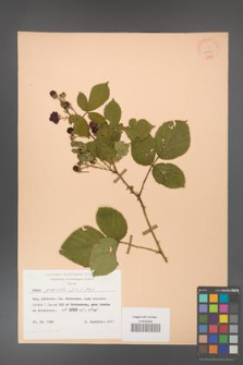 Rubus gracilis [KOR 25555]
