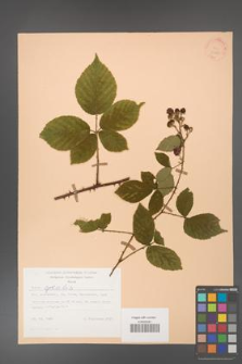 Rubus gracilis [KOR 30850]