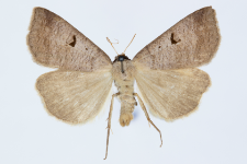 Lygephila pastinum