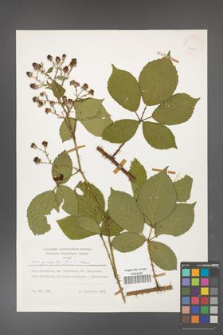 Rubus gracilis [KOR 24861]