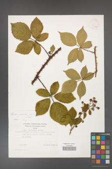 Rubus gracilis [KOR 24790a]