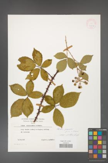 Rubus gracilis [KOR 24789a]