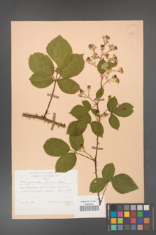 Rubus gracilis [KOR 25526]