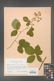 Rubus gracilis [KOR 22814]