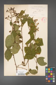 Rubus gracilis [KOR 11106]