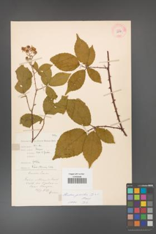 Rubus gracilis [KOR 11118]