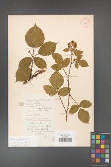 Rubus gracilis [KOR 11119]