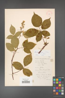 Rubus gracilis [KOR 11126]