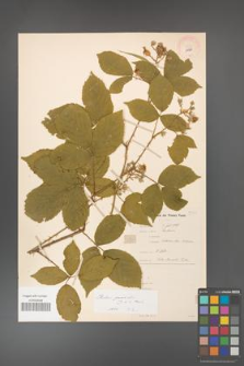 Rubus gracilis [KOR 11066]