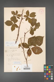 Rubus gracilis [KOR 11137]